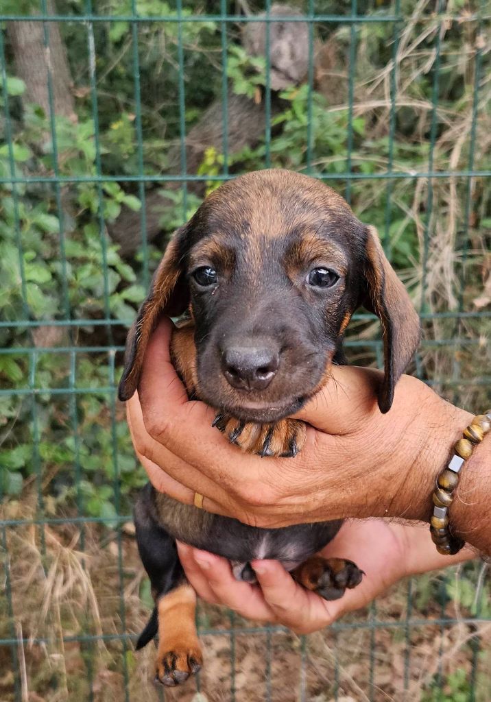 De la Chênaie d'Aaron - Chiots disponibles - Teckel poil dur