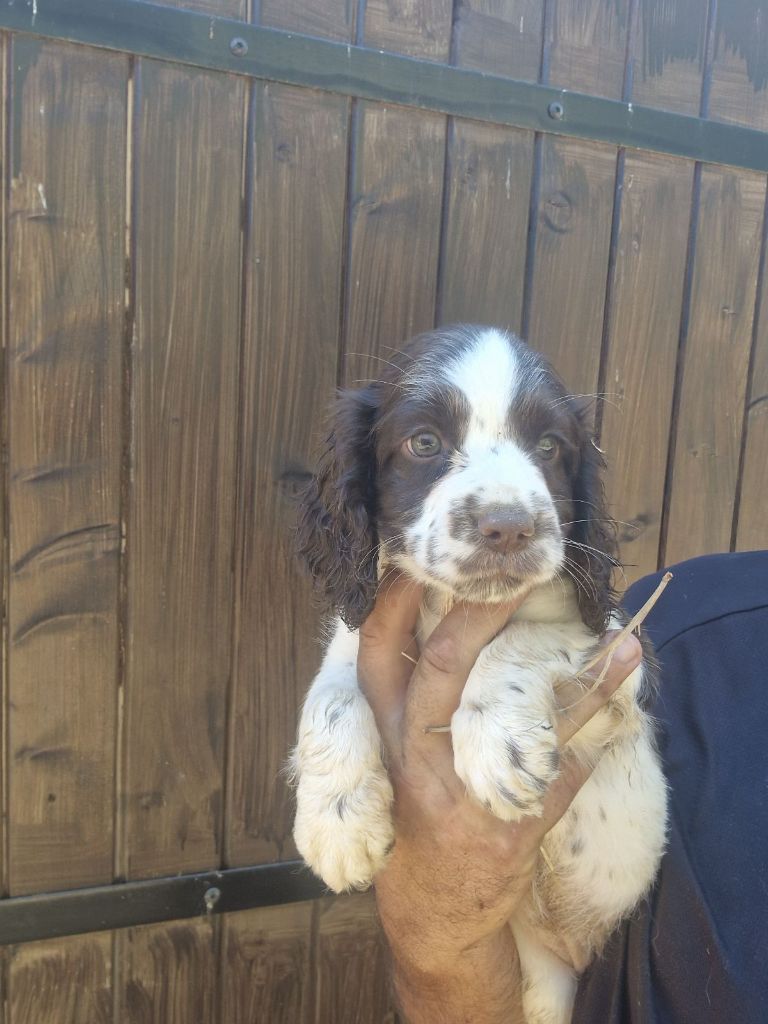 De la Chênaie d'Aaron - Chiots disponibles - English Springer Spaniel